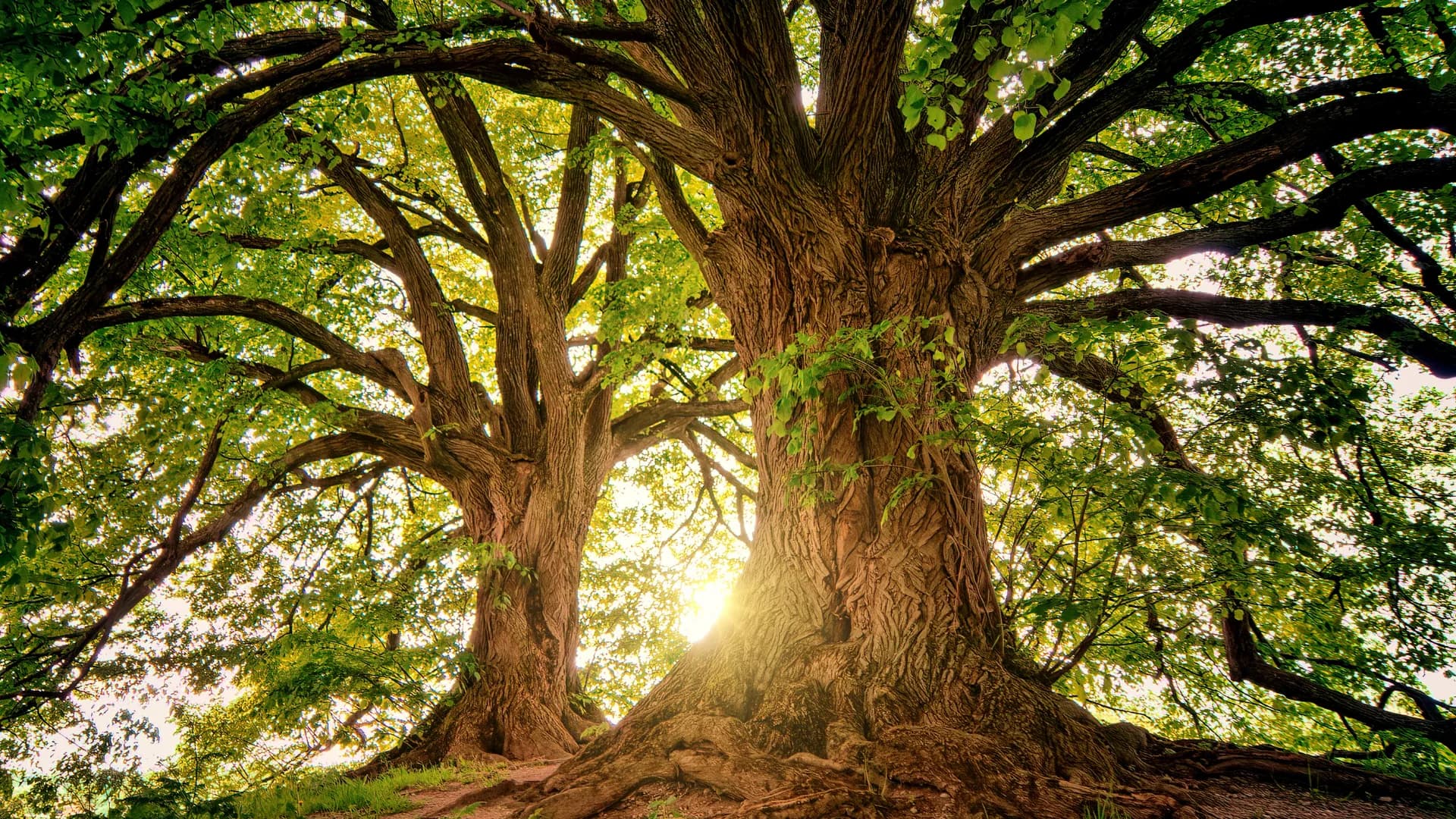 An ancient tree in a sunlit forest — origin and continuity