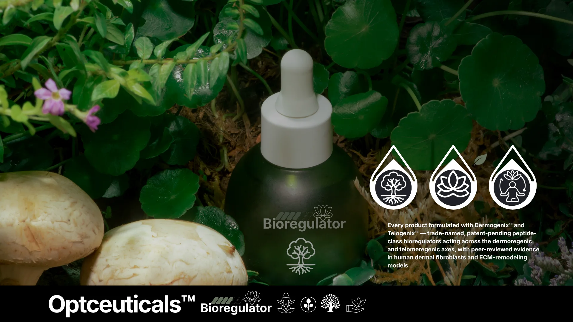A precision dropper bottle with botanical ingredients — the qualifying product reference
